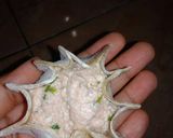 Foto langkah ke 3 dari resep Siomay udang ayam.