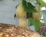 Foto del paso 4 de la receta: Tortilla de papa del aire o chayote silvestre