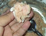 Foto langkah ke 3 dari resep Dimsum Ayam.