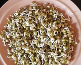 A picture of step 1 of Mung Bean Sprout Chat.