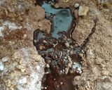 A picture of step 3 of Steamed Walnut Brownie From Buiscuits.