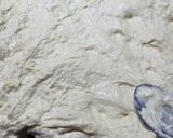 Foto del paso 2 de la receta: Pizza para Freezar