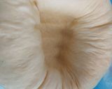 Foto del paso 7 de la receta: Conchas de vainilla