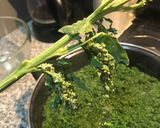 Foto del paso 1 de la receta: Tortitas de huauzontle, de volada