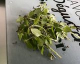 Une image de l'étape 1 de Sauce salade épicée au basilic, moutarde, ail et citron.
