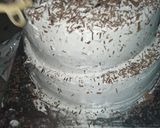 A picture of step 16 of Two tier vanilla and chocolate cake 🎂.