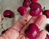 Foto del paso 1 de la receta: Cerezas bañadas en chocolate versión saludable 🍒
