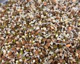 A picture of step 1 of Moth bean pulav.