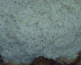 A picture of step 5 of Pilau.