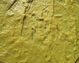 খান্ডভি (Khandvi recipe in Bengali) রেসিপির ধাপ 2 ছবি