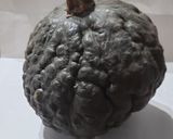 Foto del paso 1 de la receta: Zapallo Cabutia relleno