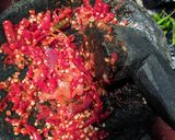 Foto langkah ke 5 dari resep Empal balado.