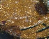 Foto langkah ke 4 dari resep Rujak Coel Bumbu Kacang.
