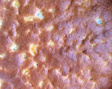 Foto del paso 2 de la receta: Kuchen alemán