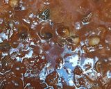 Foto langkah ke 4 dari resep Kerang Dara Saos Padang.