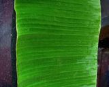 A picture of step 2 of Iilish Paturi.