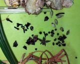 Foto langkah ke 1 dari resep Bir Pletok.