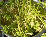 Foto langkah ke 1 dari resep Oseng daun dan bunga pepaya gantung.