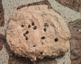 Foto del paso 3 de la receta: Galletitas con pasas de uva🍪🍪