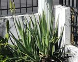 Foto del paso 1 de la receta: Cubitos de Aloe Vera para agua y jugos
