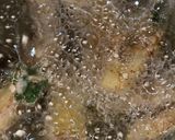 A picture of step 5 of Nutty Goujons.