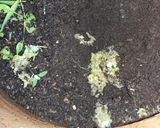 Foto del paso 3 de la receta: Composta rápido, para hortalizas y plantas