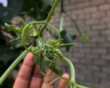 Foto del paso 1 de la receta: Guías de chayote