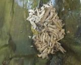 Foto langkah ke 6 dari resep Pepes teri sederhana.