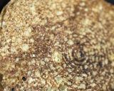 A picture of step 5 of Masala Egg Neer Dosa.