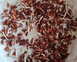 Foto del paso 5 de la receta: Brotes de lino 🌱 Germinación de semillas de lino marrón en germinador de arcilla 🌱