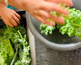 Hình bước làm 3 của món Vào bếp cùng con: salad từ vườn nhà bạn