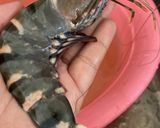 Foto langkah ke 1 dari resep Udang oseng Cabai bawang.