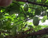 Hình bước làm 2 của món Su su xào lòng gà
