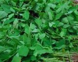 बथुए का साग (bathue ka saag recipe in Hindi) रेसिपी चरण 1 फोटो