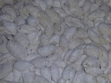Ñoquis caseros