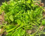 香根牛肉的食譜步驟3照片