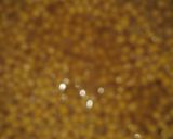 A picture of step 1 of Tradional cholay. (chick pea).