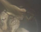 صورة لخطوة 1 من وصفة دجاج ومكرونه بالصلصه البِنك