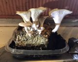 A picture of step 1 of California Farm Chanterelle Mushrooms in Butter.