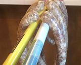 A picture of step 3 of California Farm Smoked Wine Sausage.