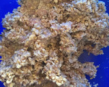 Foto del paso 4 de la receta: Kibbeh libanés 🇱🇧