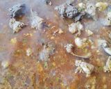 Foto del paso 3 de la receta: Gazpachos