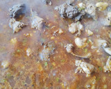 Foto del paso 3 de la receta: Gazpachos