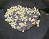 A picture of step 1 of Dosa bonda.