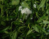 Foto langkah ke 1 dari resep Tumis kangkung teri gundul.