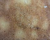 Foto del paso 7 de la receta: Torta tres leches