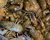 Foto del paso 1 de la receta: Cangrejos de río en salsa