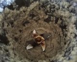 A picture of step 1 of Urad dal puri.