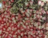 A picture of step 4 of Quinoa Fruit Salad.