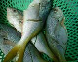 Foto langkah ke 1 dari resep Ikan Saus Asam Manis.